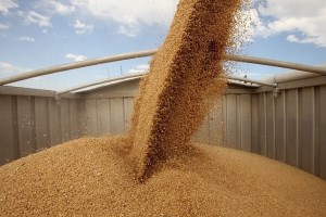 Украина поставила 38 тыс. тонн зерна